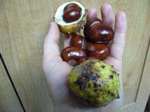 marrons marronnier glabre (aesculus glabra)